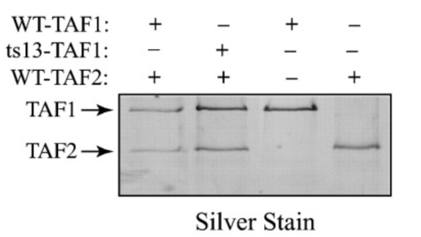 Assembly of recombinant TAF1-TAF2 dimers.jpg